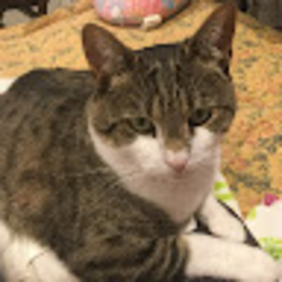 Meet your Posher, Angel - Picture 1 of 1